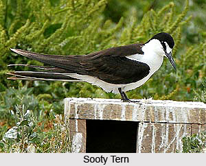 Sooty Tern, Bird