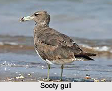 Sooty Gull, Indian Bird