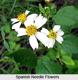 Spanish Needle, Indian Medicinal plant