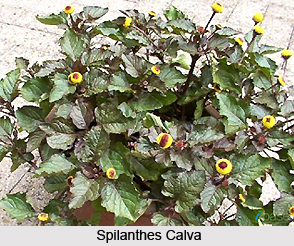Spilanthes Calva, Indian Medicinal Plant