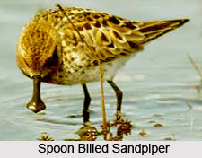 Spoon-Billed Sandpiper, Indian Bird