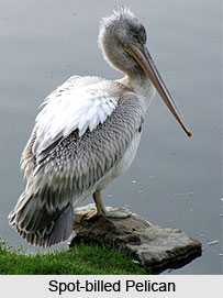 Ranganathittu Wildlife Sanctuary