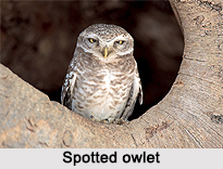 Spotted Owlet, Indian Bird