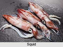 Squids, Aquatic Animal