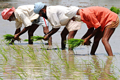 Agriculture - Sriganganagar , Rajasthan