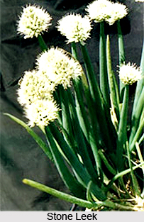 Stone Leek