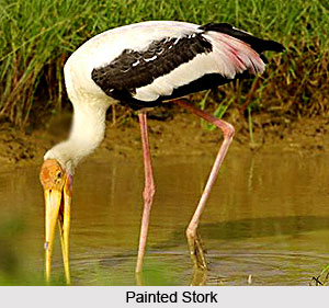 Stork, Indian Bird