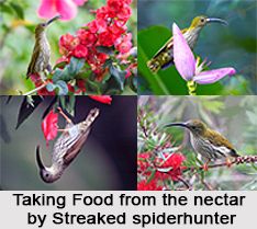 Streaked Spiderhunter, Indian Bird