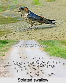 Striated Swallow, Indian Bird