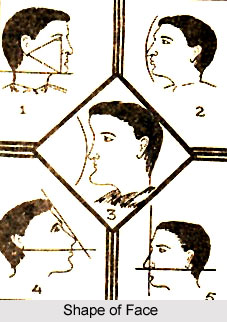 Study of Face Shape, Physiognomy
