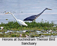 Suchindram Theroor Bird Sanctuary, Tamil Nadu