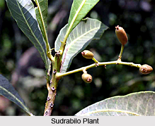 Sudrabilo, Indian Medicinal plant