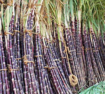 Sugarcane