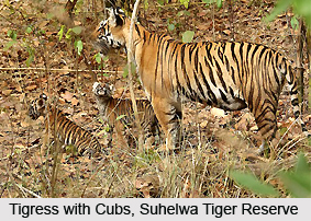 Suhelwa Tiger Reserve, Uttar Pradesh