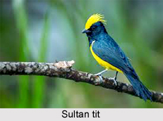 Sultan Tit, Indian Bird