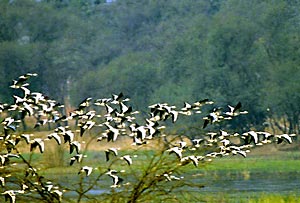 Sultanpur Bird Sanctuary