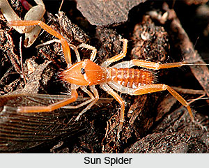 Sun Spiders, Indian Species