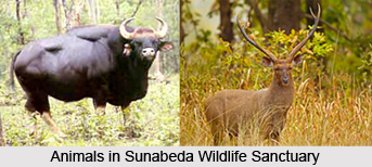 Sunabeda Wildlife Sanctuary, Orissa