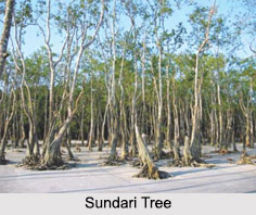Sundari Tree, Indian Medicinal Plant