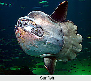 Sunfish, Indian Marine Species