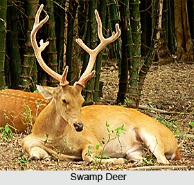 Swamp Deer, Indian Wild Animals