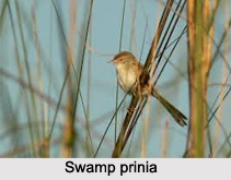 Swamp Prinia, Indian Bird