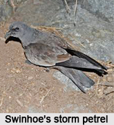 Swinhoe`s Storm Petrel, Indian Bird