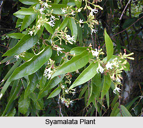 Syamalata, Black Creeper, Indian Medicinal Plant