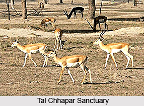 Thar Desert in India