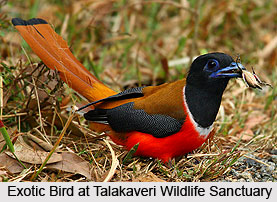 Talakaveri Wildlife Sanctuary, Kodagu District, Karnataka