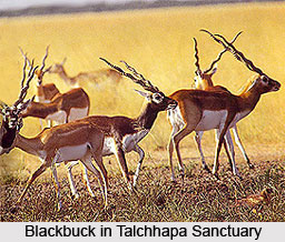 Talchhapar Sanctuary, Churu District, Rajasthan