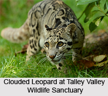 Talley Valley Wildlife Sanctuary, Arunachal Pradesh
