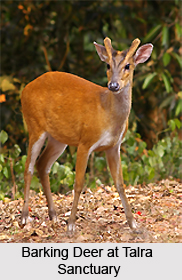 Talra Wildlife Sanctuary, Shimla, Himachal Pradesh
