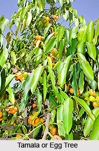 Tamala, Indian Medicinal Plant