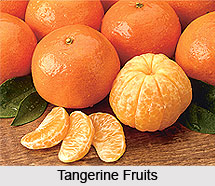 Tangerine Oil