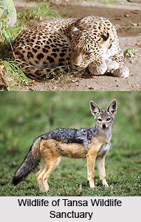 Tansa Wildlife Sanctuary, Thane District, Maharashtra