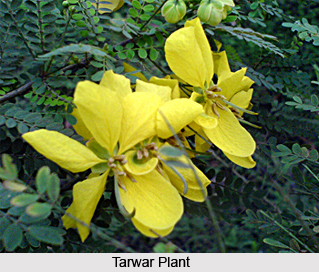 Tarwar, Indian Medicinal Plant