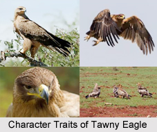 Tawny Eagle, Indian Bird