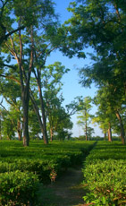  tea gardening