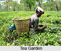 Economy of Assam