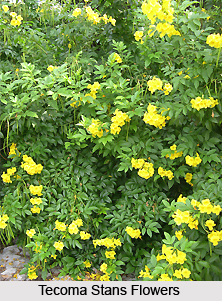 Tecoma stans, Indian Medicinal Plants