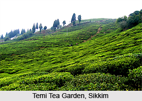 Temi, Sikkim, West Bengal