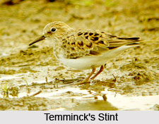 Temminck`s Stint, Indian Bird