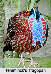 Temminck`s tragopan, Indian Bird