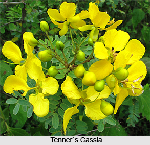 Tenner`s Cassia, Indian Herb
