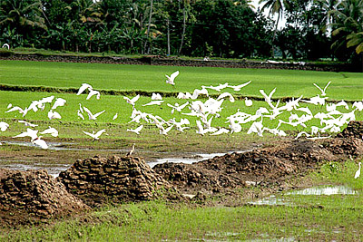 Thattekkad Bird Sanctuary, Kerala