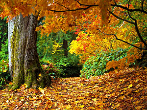 The Autumn - Sharat-Ritu, Indian Litterateur