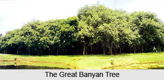 The Great Banyan Tree, Howrah District