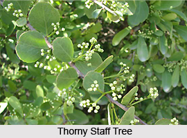 Thorny staff tree, Indian Medicinal Plant