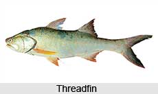 Threadfin, Indian Fish